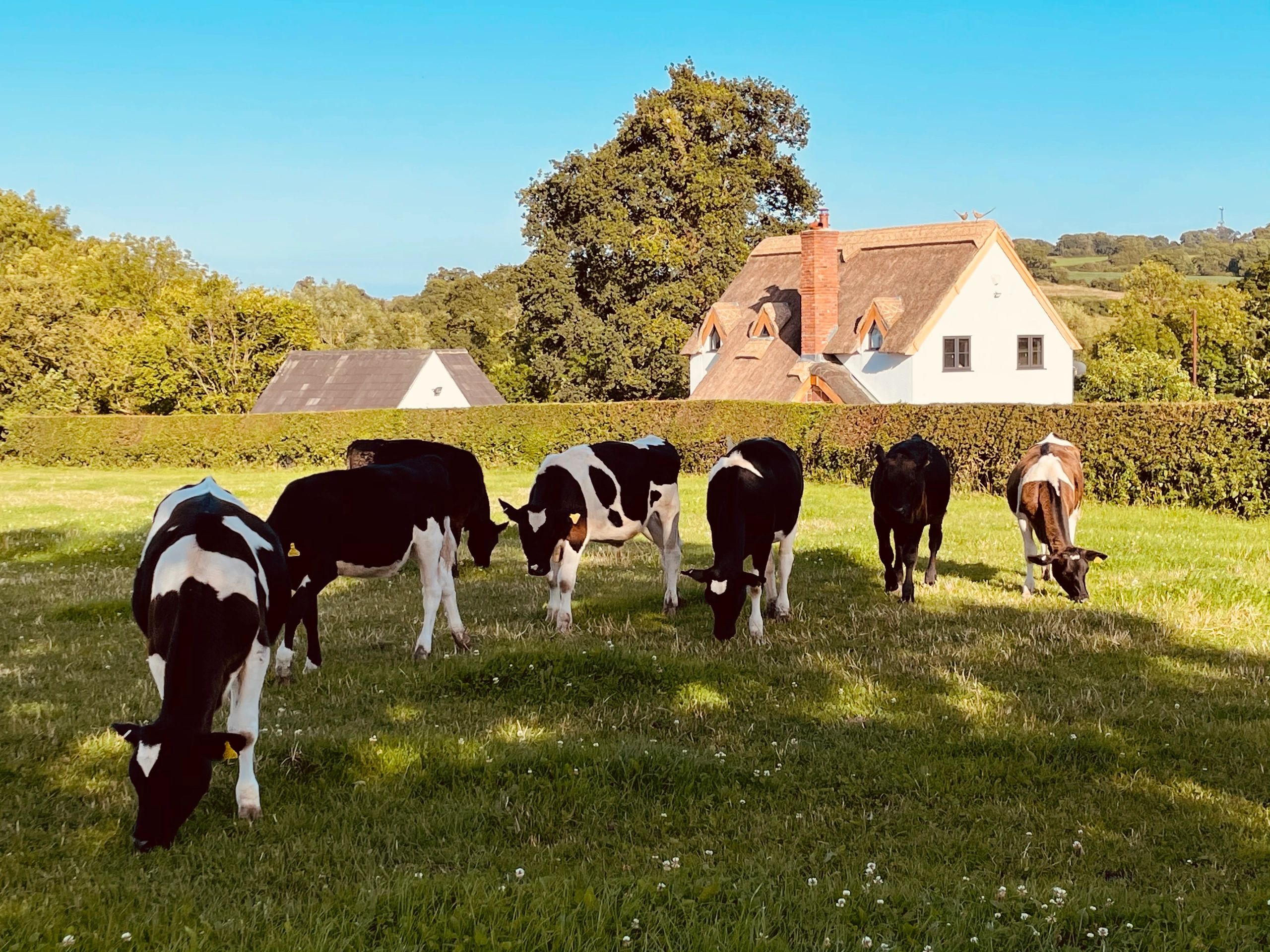 Sleepy Hollow Small Pet Hotel Small Pet Hotel, Animal Boarding